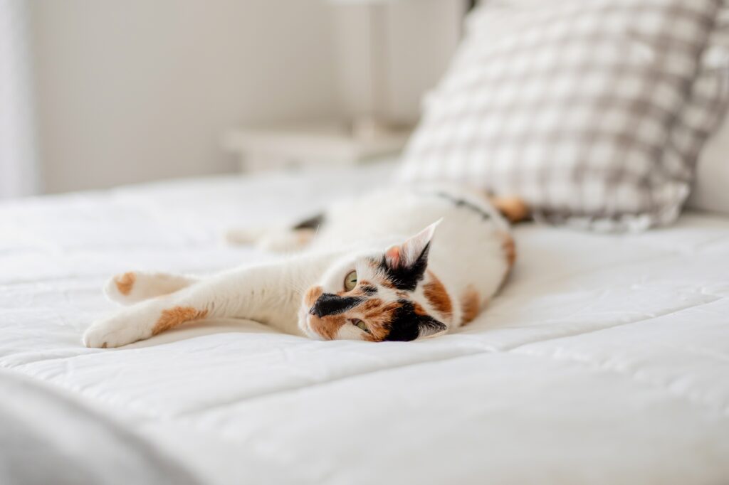 Mattress Cleaning