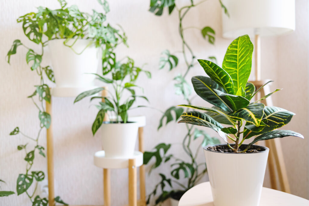 Indoor Plants