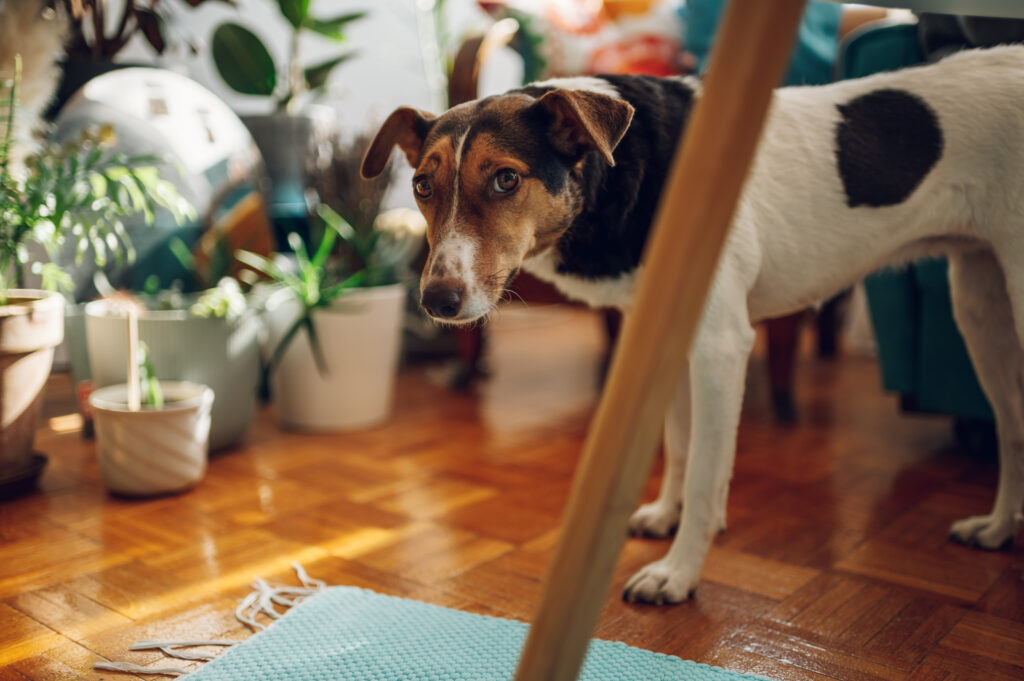Summer Pet Cleaning